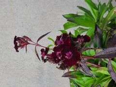 2) Dianthus Sooty