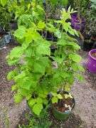 2) Raspberry Plants