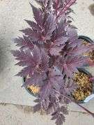 4) Actaea Black Negligee