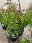 2) Josee Reblooming Lilac