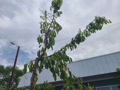 Cherry Tree