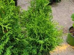 6) Emerald Green Arborvitae