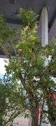 Okushimo Upright Green Japanese Maple