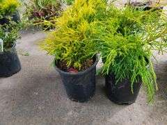 4) False Cypress