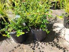4) Cotoneaster Coral Beauty