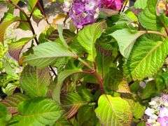 Hydrangea