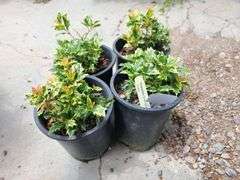 4) Osmanthus Heterophyllus 'Goshiki'