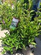 3) Miss Kim Lilac Plants