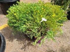 3) Cobalt-N-Gold Hypericum