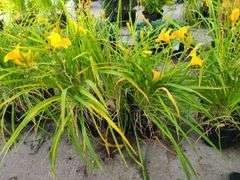 6) Daylily