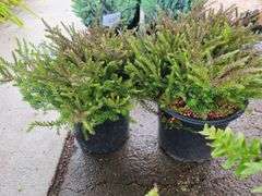 2) Evergreen Bush