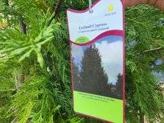 3) Arborvitae