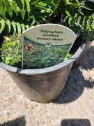 3) Western Sword Fern