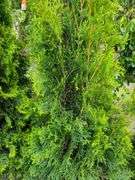 2) Emerald Arbovitas