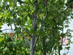 Maple Tree