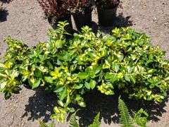3) Moonshadow Euonymus Shrubs