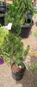 Pine Tree