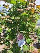 2) Vine Maples