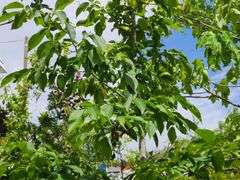 American Hornbeam Tree