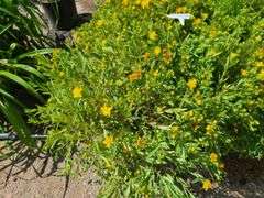 7) Cobalt-N-Gold Hypericum
