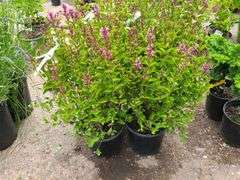 4) Josee Reblooming Lilac