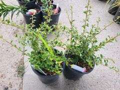 2) Cotoneaster Coral Beauty
