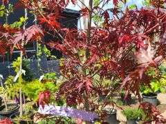 Japanese Maple