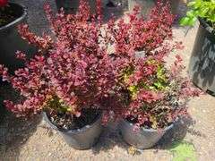 4) Royal Burgundy Barberry