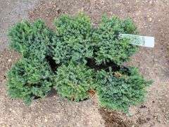 6) Blue Star Juniper
