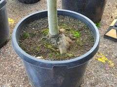 Maple Tree
