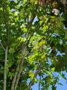 London Planetree