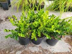 5) Winter Gem Boxwood