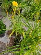 4) Daylily
