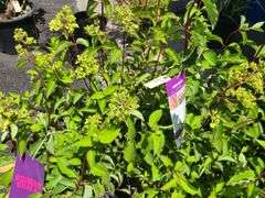 6) Berry White Hydrangeas