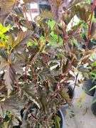 5) Red Barron Ninebark
