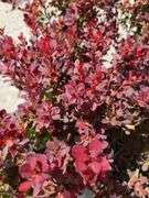 4) Japanese Barberry