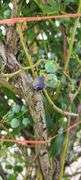Bluecrop Blueberry Tree
