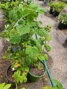 2) Red Raspberry