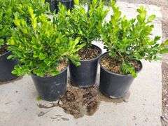3) Winter Gem Boxwood