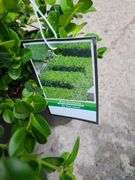 4) Winter Gem Boxwood