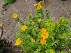 2) Marmalade Potentilla
