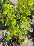 Red Maple