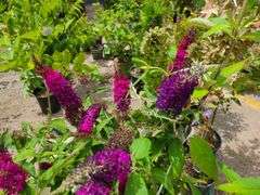 4) Blue Chip Butterfly Bush