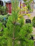 Austria Pine