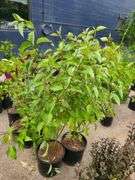 2) Redtwig Dogwood