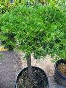 Mugo Pom-Pom Pine