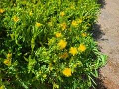 7) Cobalt-N-Gold Hypericum