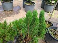 3) Pines