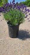 Lavender Bush