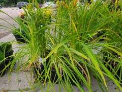6) Daylily
